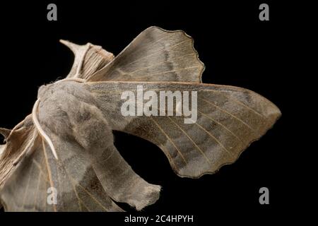 Un mâle de Poplar hawkmoth, Laothoe populi, photographié dans un studio sur fond noir avant la sortie. Nord Dorset Angleterre GB Banque D'Images