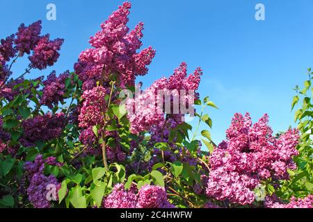 Branches d'un lilas fleurs sur ciel bleu Banque D'Images