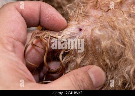 Gros plan de la tique de puce sucking de sang trouvée sur le corps de chien d'animal de compagnie après la douche Banque D'Images