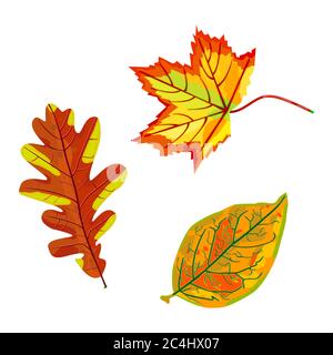 Feuilles d'automne isolées sur fond blanc.Collection feuilles d'érable, de chêne et de bouleau colorées.feuille d'automne pour la conception saisonnière.Illustration vectorielle de stock Illustration de Vecteur