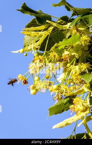 Abeille volant à Littleaf Linden Blossom Tilia cordata Blossoms Lime, abeille sur le pollen de linden Banque D'Images
