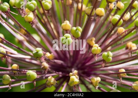 Fleur d'oignon géant après floraison Banque D'Images