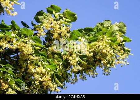 Littleaf Linden fleur Lime arbre Tilia cordata floraison Banque D'Images