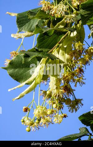 Fleur de Littleaf Linden Tilia Cordata Banque D'Images