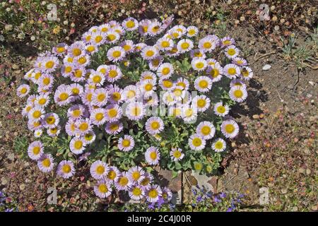 ERIGERON SPECIOSA ; SPEEN GARDEN Banque D'Images