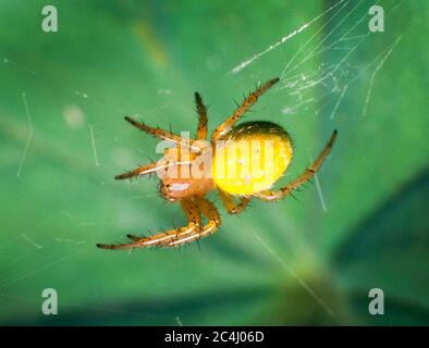 Araignée verte concombre, Araniella cucurbitina, femelle sur toile, Banque D'Images
