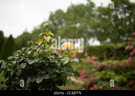 Magnifiques roses en terre sur fond de jardin français. Bague jaune vif. Roses anglaises. Roses de thé en fleurs avec des petales de terry. Jardinage. Rosaire Banque D'Images