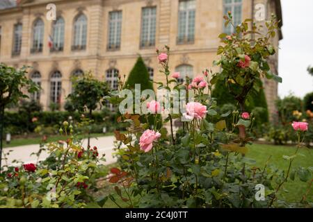 Magnifiques roses en terre sur fond de jardin français. Bush avec roses anglaises rose tendre. Roses en fleurs avec des peetals en terre. Jardinage. Rosaire Banque D'Images