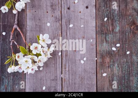 La branche d'un pommier à fleurs repose sur un panneau en bois. Avec espace de copie. Banque D'Images