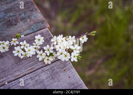 La branche d'un cerisier à fleurs repose sur un panneau en bois Banque D'Images