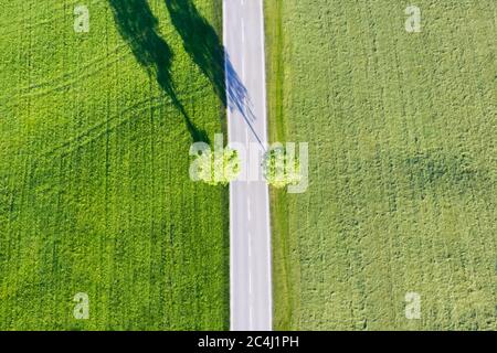 Vue aérienne sur un pré bavarois avec une rue droite et deux arbres Banque D'Images