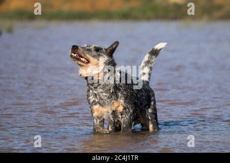 Chien d'élevage australien (chien d'élevage bleu) debout dans une rivière qui secoue son manteau Banque D'Images