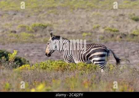 Zèbre du Cap (Equus zébra zébra) dans les fynbos, Parc national de Bontebok, Swellendam, Cap-Occidental Afrique du Sud. Espèces vulnérables de l'UICN Banque D'Images