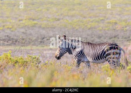 Zèbre du Cap (Equus zébra zébra) dans les fynbos, Parc national de Bontebok, Swellendam, Cap-Occidental Afrique du Sud. Espèces vulnérables de l'UICN Banque D'Images