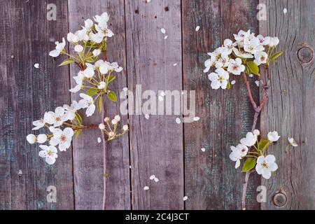 Deux branches d'un pommier avec fleurs sont sur un panneau en bois Banque D'Images
