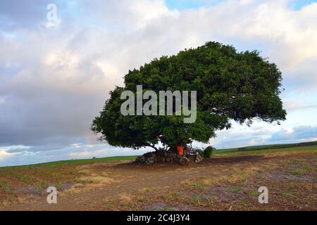 Grand arbre solitaire au coucher du soleil dans la campagne de canne à sucre, Maurice Banque D'Images