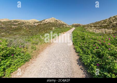 Sentier à travers les magnifiques dunes de l'île de Sylt, dans le nord de l'Allemagne Banque D'Images