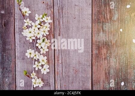 La branche de cerisier fleuri avec des fleurs se trouve sur un panneau en bois Banque D'Images
