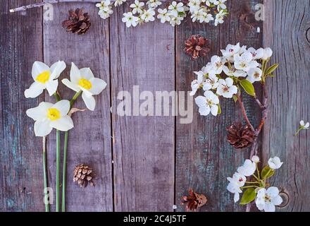 De belles fleurs de jonquille blanches et des branches fleuries de pomme et de cerise se trouvent sur une table en bois. Vue de dessus. Banque D'Images