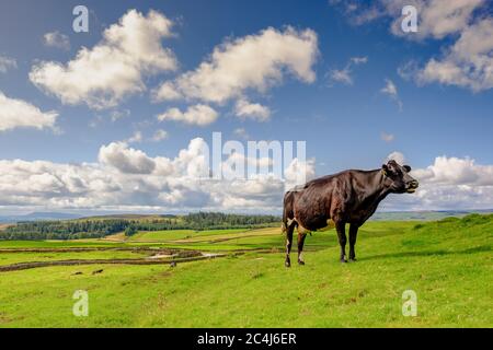 La vache laitière adulte vue sur le point de se tenir de repos dans une grande ferme rurale dans les Yorkshire Dales. L'arrière-plan montre les collines et le paysage. Banque D'Images