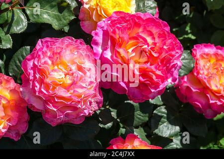 Mélange coloré Hybrid Tea Rose Garden Rosa 'Gorgeous' grandes fleurs belles roses de thé nobles hybrides de thé Banque D'Images