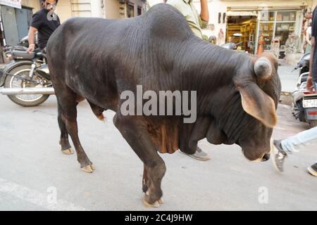 un taureau noir qui descend dans la rue avec des gens en arrière-plan dans un marché en Inde. : Udaipur Inde - Mars 2020 Banque D'Images