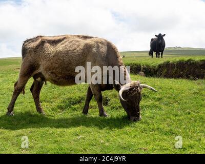 Vaches paissant sur Bodmin Moor, Cornwall, Royaume-Uni Banque D'Images