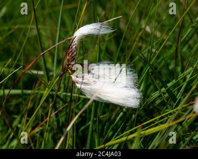 Coton-herbe commun, Eriophorum angustifolium poussant sur Bodmin Moor, Cornwall, Royaume-Uni Banque D'Images