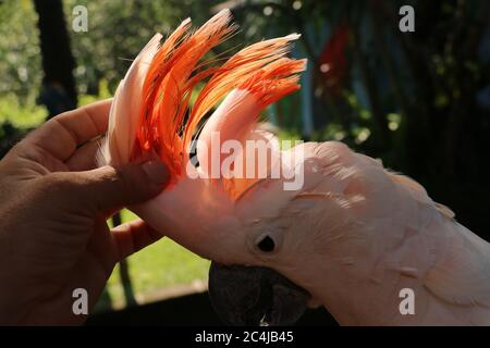 Femme main touchant beau spécimen de coockatoo. Cute Cacatua moluccensis debout sur une branche d'un bois et de ses plumes. Saumon à crête Banque D'Images