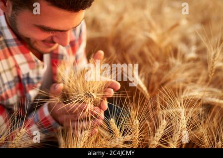 Fermier souriant tenant et sentant un tas d'oreilles de blé mûr cultivé entre les mains. Agronome examinant la récolte de céréales avant de la récolter au lever du soleil Banque D'Images