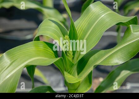 Le pampille ou les fleurs mâles d'une plante de maïs sucré vu émergeant sur son sommet. Banque D'Images