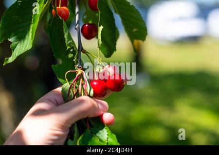 une main tient les cerises pour les regarder dans la lumière du soleil avec des cerises rouges vives Banque D'Images