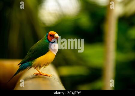 gouldian finch perché sur un rail dans un parc à papillons. Banque D'Images