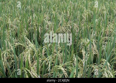 On peut voir les récoltes de paddy dans un champ près de Dhaka. Banque D'Images