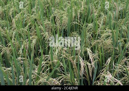 On peut voir les récoltes de paddy dans un champ près de Dhaka. Banque D'Images