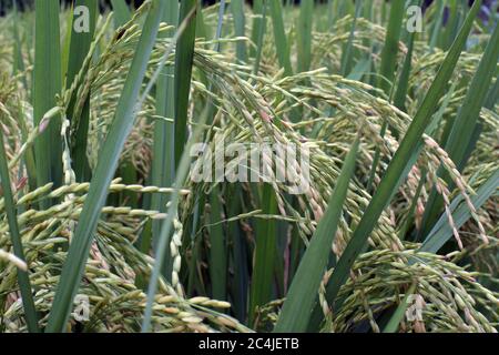 On peut voir les récoltes de paddy dans un champ près de Dhaka. Banque D'Images