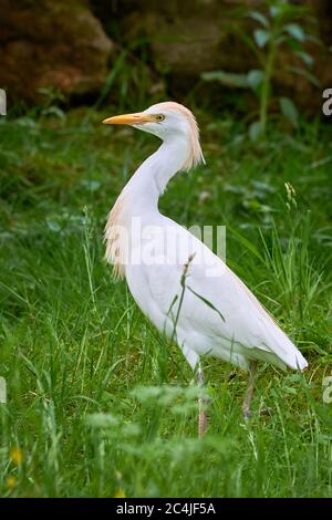 Aigrette de bétail dans l'habitat naturel (Bubucoccus ibis) Banque D'Images