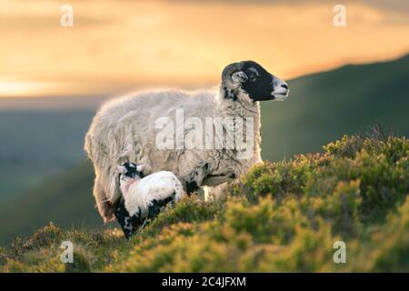 Herdwick Ewe mère avec l'agneau nouveau-né se nourrissant sur Hillside avec coucher de soleil en arrière-plan. Banque D'Images