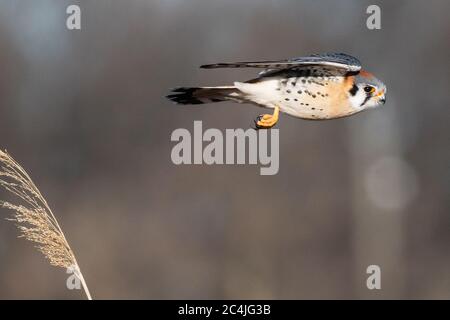 Crécerelle d'Amérique mâle Banque D'Images