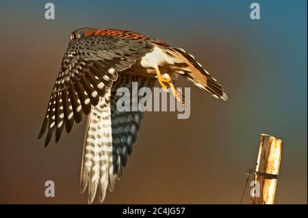 Crécerelle d'Amérique mâle Banque D'Images