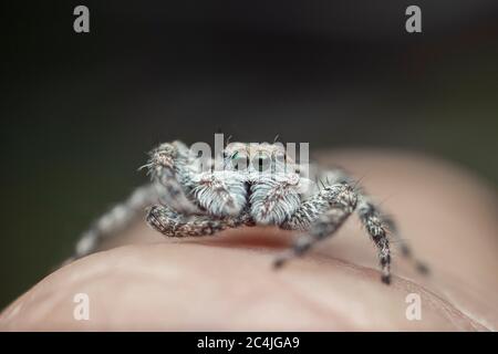 Spider de saut prêt à chasser sa proie Banque D'Images