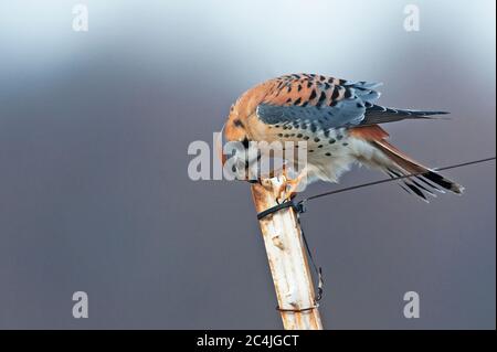 Crécerelle d'Amérique mâle Banque D'Images