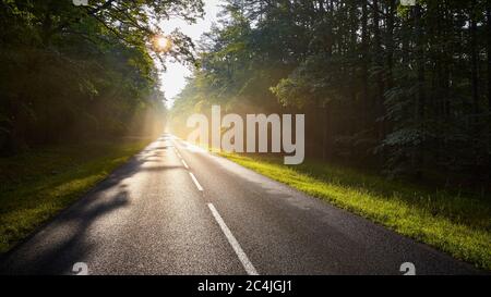 Route asphaltée humide dans la forêt contre le soleil. Banque D'Images