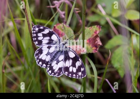 Papillon blanc marbré reposant sur la feuille Banque D'Images