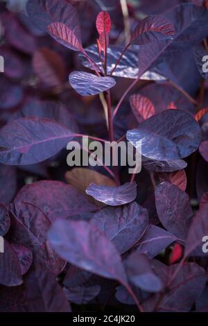 Cotinus coggygria, brousse-fumée, « violet royal » Banque D'Images