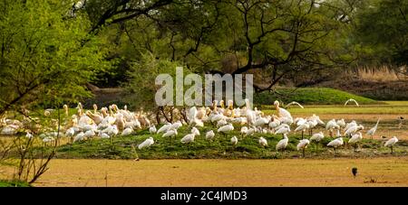 Un troupeau de grands pélicans blancs (Pelecanus onocrotalus), refuge d'oiseaux de Bharatpur Banque D'Images