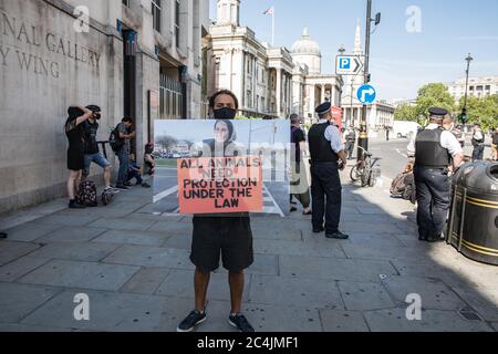 Westminster, le 26 juin 2020. Londres, Royaume-Uni. Les militants des droits des animaux se réunissent en face de la Maison canadienne à Trafalgar Square pour démontrer la mort de Regan Russell, tué à l'extérieur d'un abattoir de l'Ontario lorsqu'il a été frappé par un camion. Deux activistes se sont mis dans la rue attachée l'un à l'autre. La police intervient pour contenir les manifestants. Banque D'Images