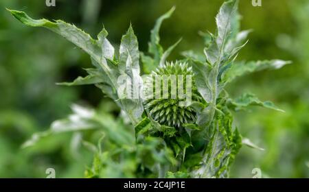 Grand chardon - Echinops sphaerocephalus Banque D'Images