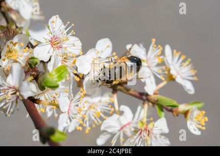 HoverFly (eupedes luniger) se nourrissant d'une belle fleur de prune sauvage blanche Banque D'Images