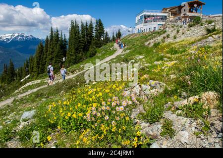 Whistler, C.-B., Canada : fleurs sauvages en pleine floraison près du Roundhouse Lodge, sur le mont Whistler – photo de stock Banque D'Images